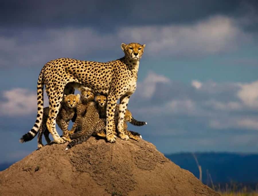 Overnight Private Safari To Masai Mara - The Safari at a Glance