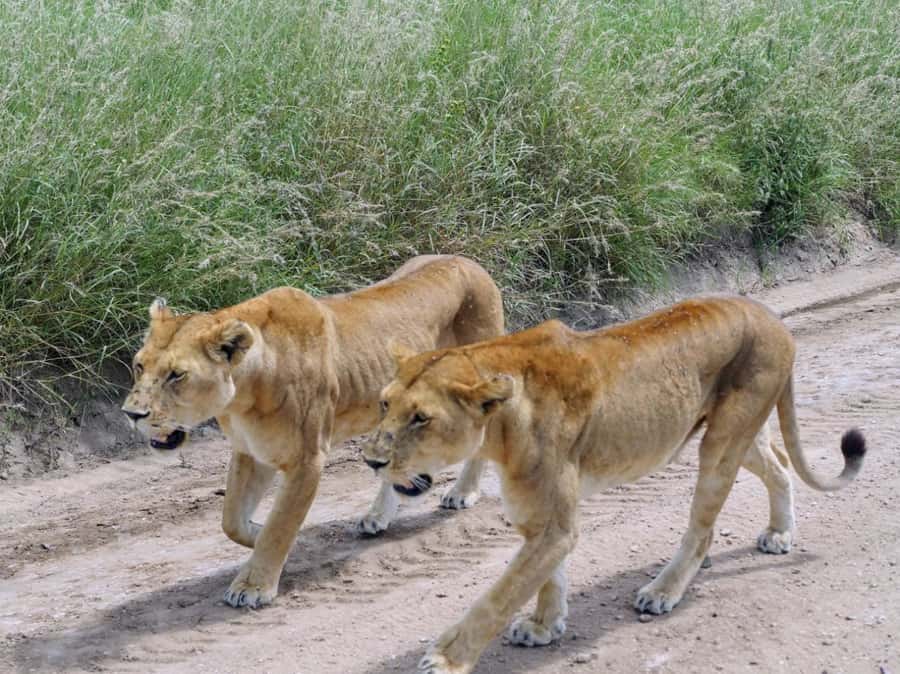Overnight Private Safari To Masai Mara - Leaving Nairobi at 6:00am