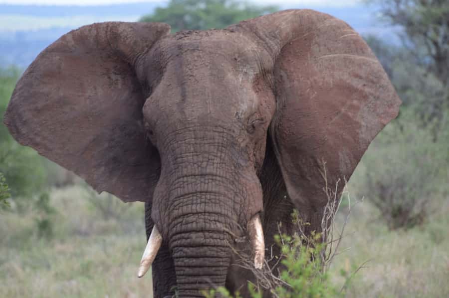 Overnight Private Safari To Masai Mara - Dinner and One Night at Camp or Lodge