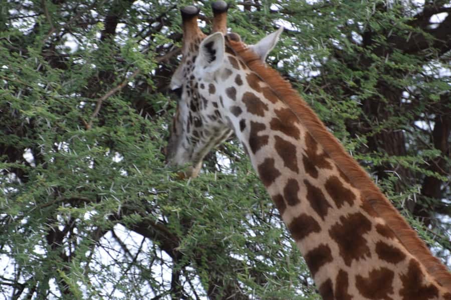 Overnight Private Safari To Masai Mara - The Second Morning and Return to Nairobi