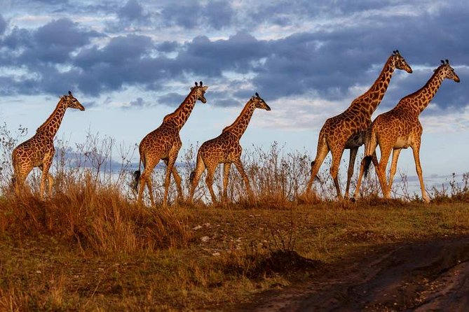 Overnight private Safari to Masai Mara National Reserve. - Why Masai Mara works well for a short safari