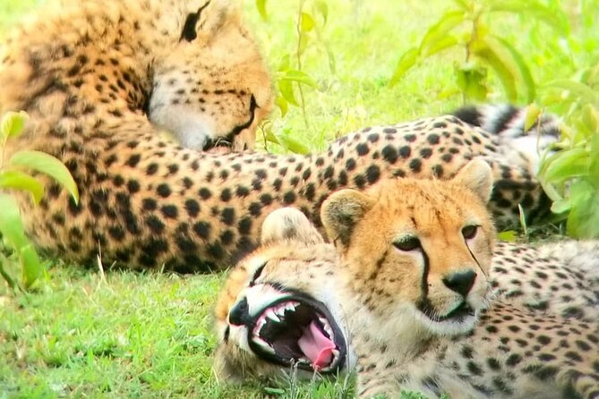 Overnight private Safari to Masai Mara National Reserve. - Picnic lunch and the late afternoon drive