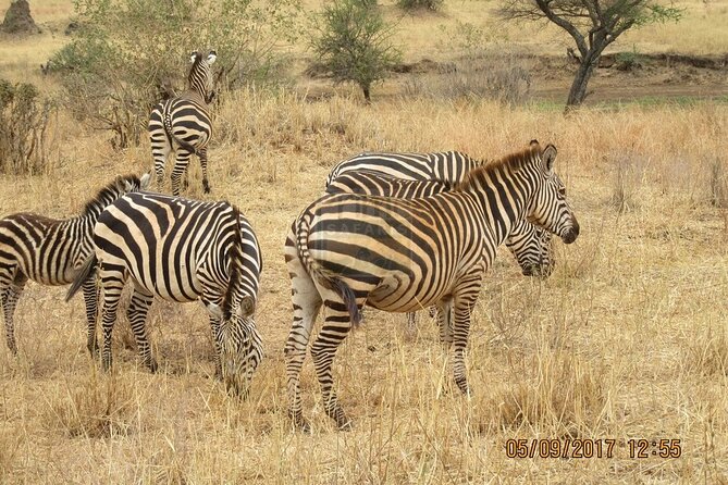 Overnight private Safari to Masai Mara National Reserve. - Day two: breakfast, checkout, and one optional cultural stop
