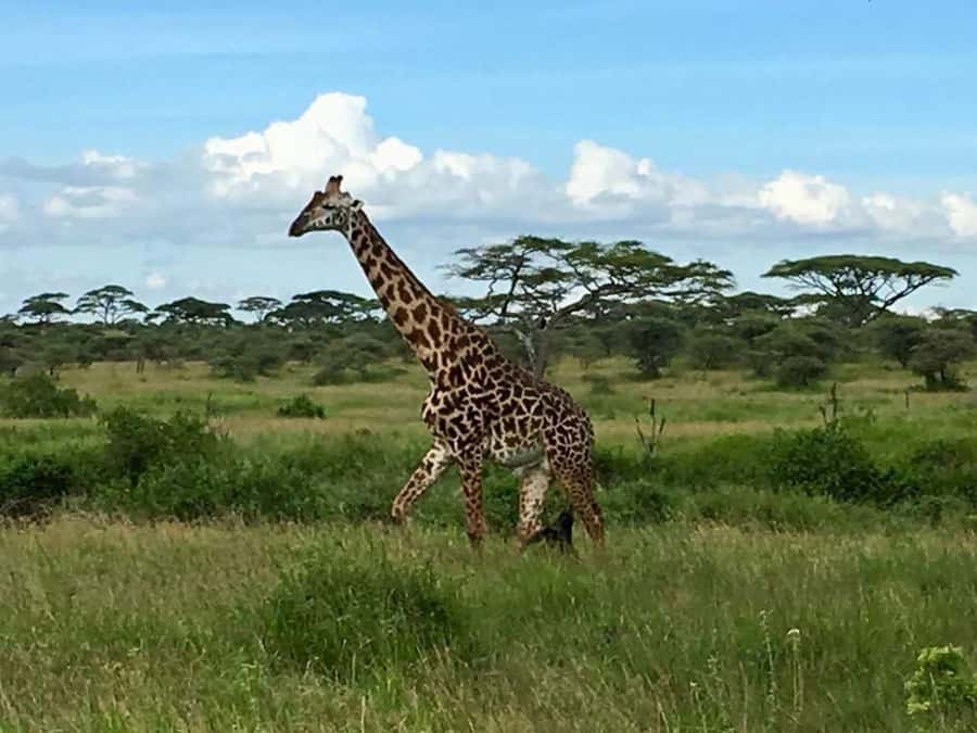 Overnight Private Safari To Masai Mara - The Great Rift Valley Viewpoint