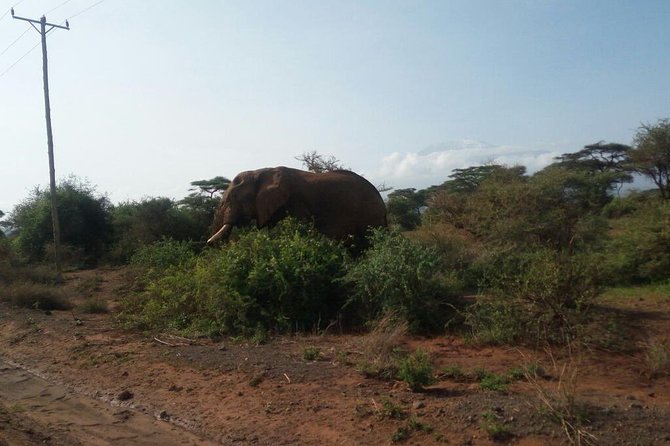 Overnight Safari to Amboseli National Park - Why Amboseli Works for a Two-Day Safari