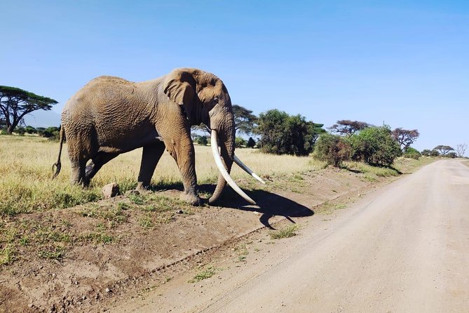Overnight Safari to Amboseli National Park - Mount Kilimanjaro: The Morning Advantage