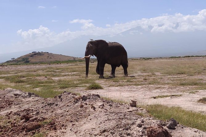 Overnight Safari to Amboseli National Park - Accommodation at AA Amboseli Lodge