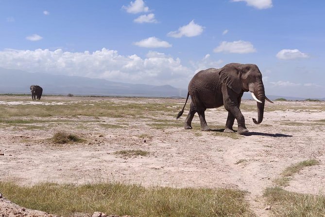 Overnight Safari to Amboseli National Park - Is $623.49 Good Value?
