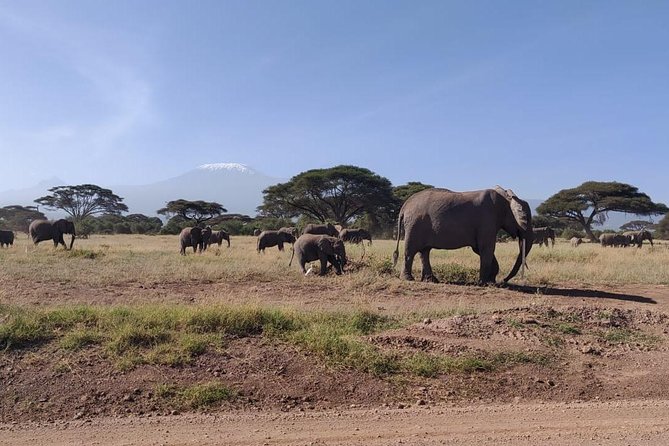 Overnight Safari to Amboseli National Park - The Road From Nairobi to Amboseli
