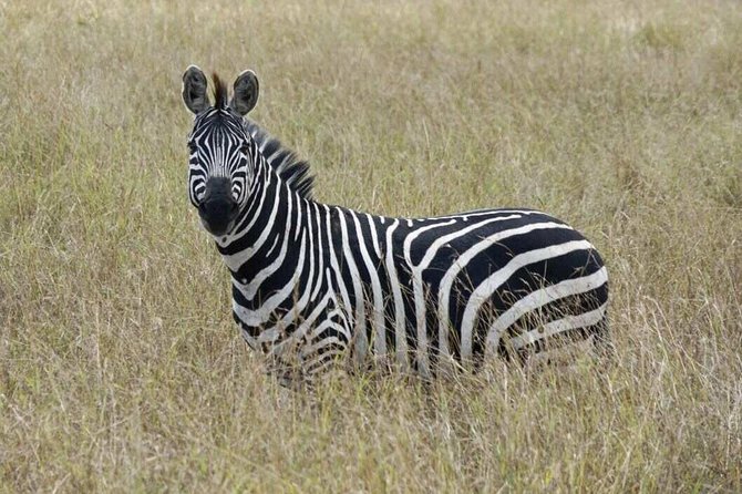 Overnight Safari To Maasai Mara - How the group size shapes the safari
