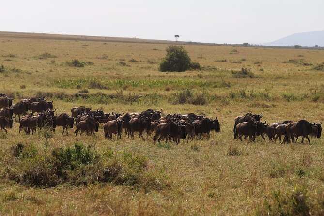 Overnight Safari To Maasai Mara - Practical planning for a two-day safari