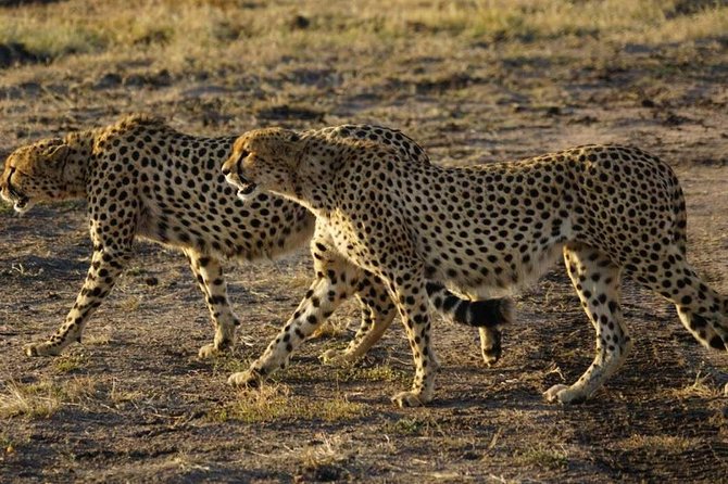 Overnight Safari To Maasai Mara - Sleeping at a safari camp inside the reserve