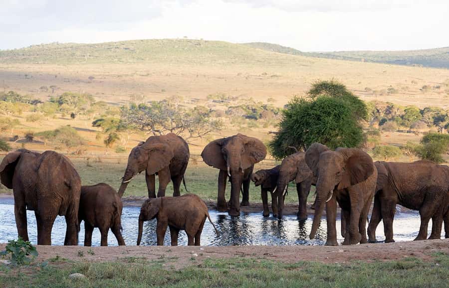Overnight Safari to Saltlick through Tsavo East Park - Leaving Mombasa or Diani at 5:30 in the morning