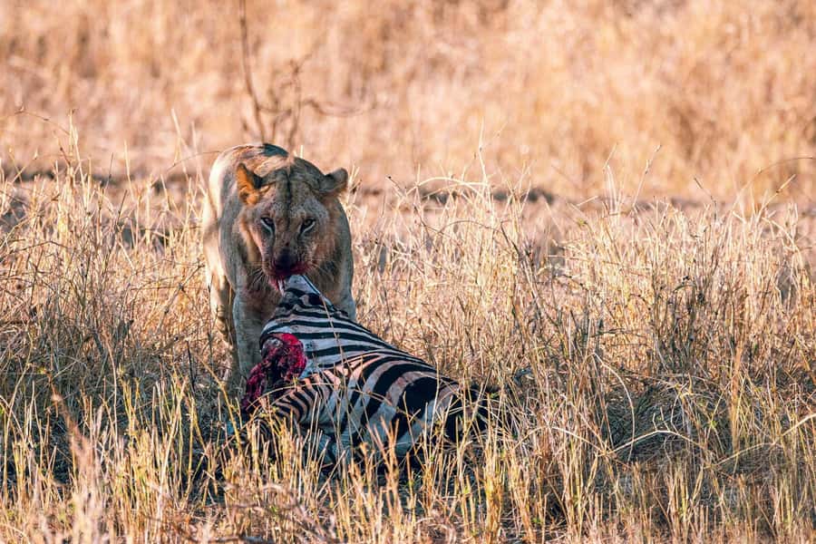 Overnight Safari to Saltlick through Tsavo East Park - Why Salt Lick Lodge is worth the overnight