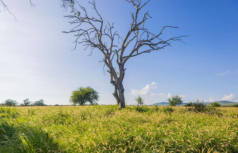Overnight Safari to Saltlick through Tsavo East Park - My verdict on the Salt Lick overnight