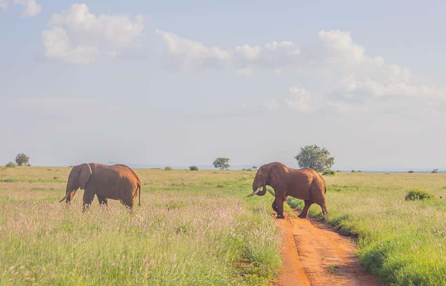 Overnight Safari to Saltlick through Tsavo East Park - FAQ