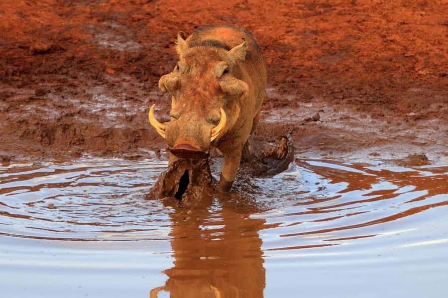 Overnight Safari to Tsavo East From Diani Beach - What the $500 price really covers
