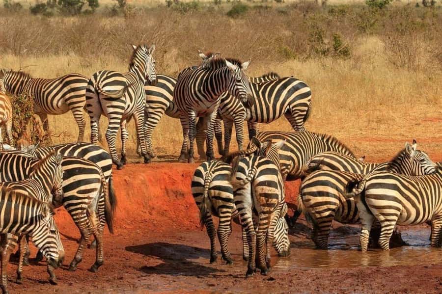 Overnight Safari to Tsavo East From Diani Beach - The 4:00 pm drive toward sunset