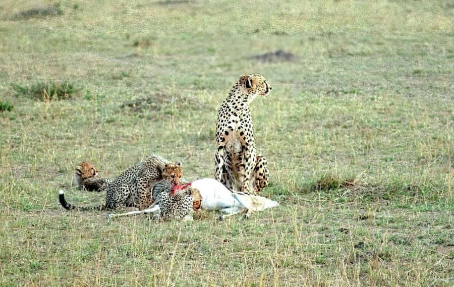 Overnight Safari to Tsavo East From Diani Beach - Dinner and a night at the safari lodge