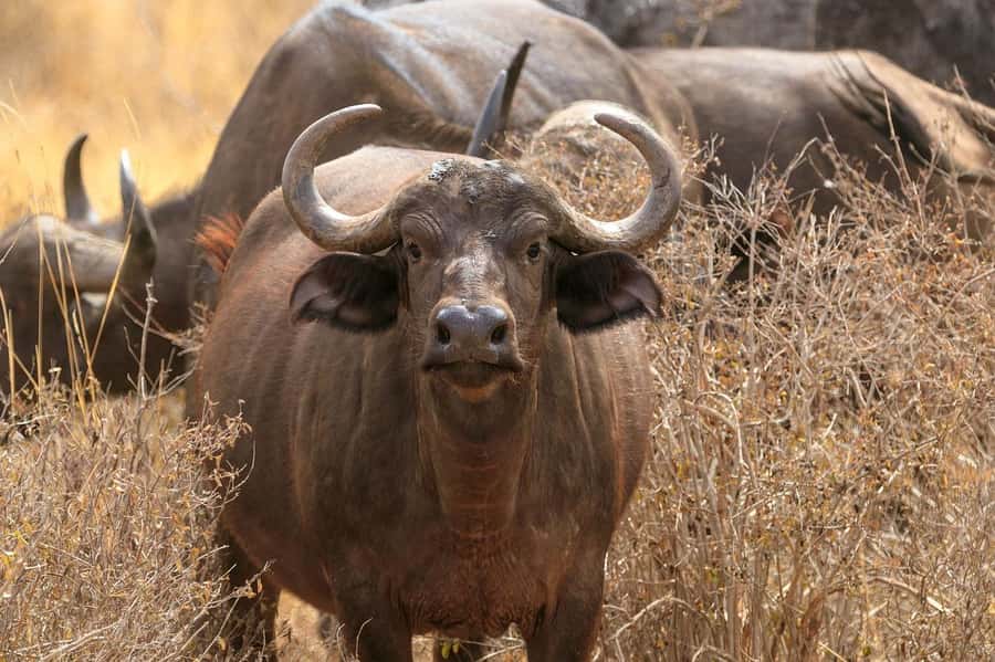 Overnight safari to Tsavo East from Mombasa - Lunch, lodge check-in, and the afternoon drive