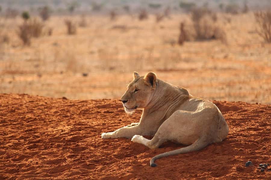 Overnight safari to Tsavo East from Mombasa - Mudanda Rock and Aruba Dam on day two