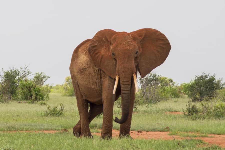 Overnight safari to Tsavo East from Mombasa - What the guide and vehicle add