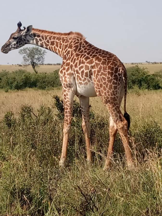 Overnight safari to Tsavo East from Mombasa / Diani Beach - Key points to know before booking