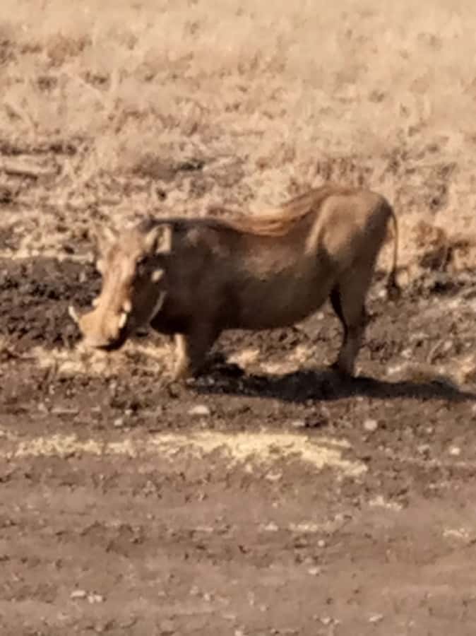 Overnight safari to Tsavo East from Mombasa / Diani Beach - Why Tsavo East works well from the coast