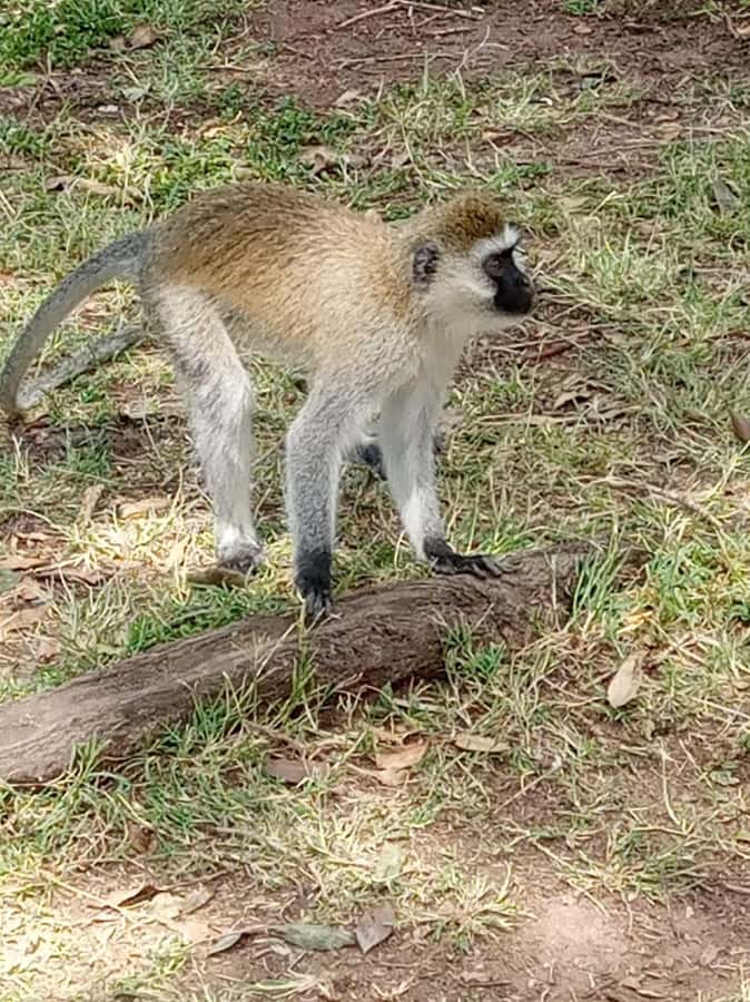 Overnight safari to Tsavo East from Mombasa / Diani Beach - Entering through Bachuma Gate at about 9:00 am
