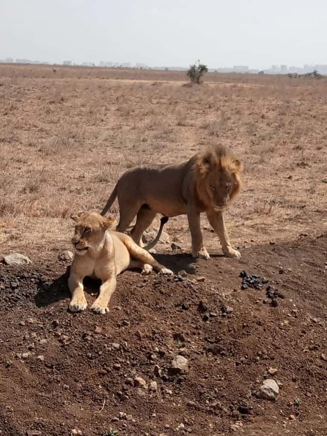 Overnight safari to Tsavo East from Mombasa / Diani Beach - Lunch and a rest at Voi Safari Lodge