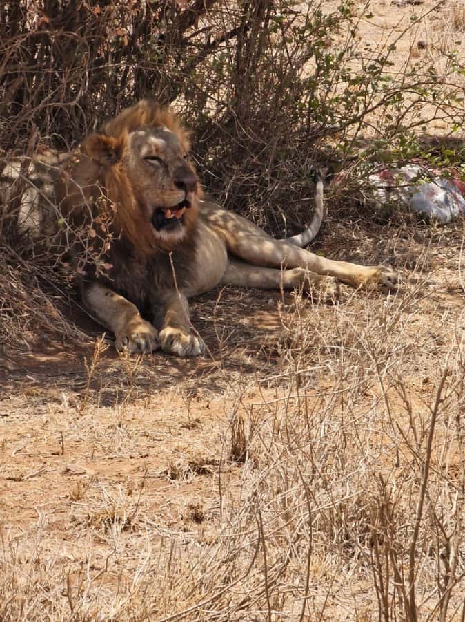 Overnight safari to Tsavo East from Mombasa / Diani Beach - Who will enjoy this safari most