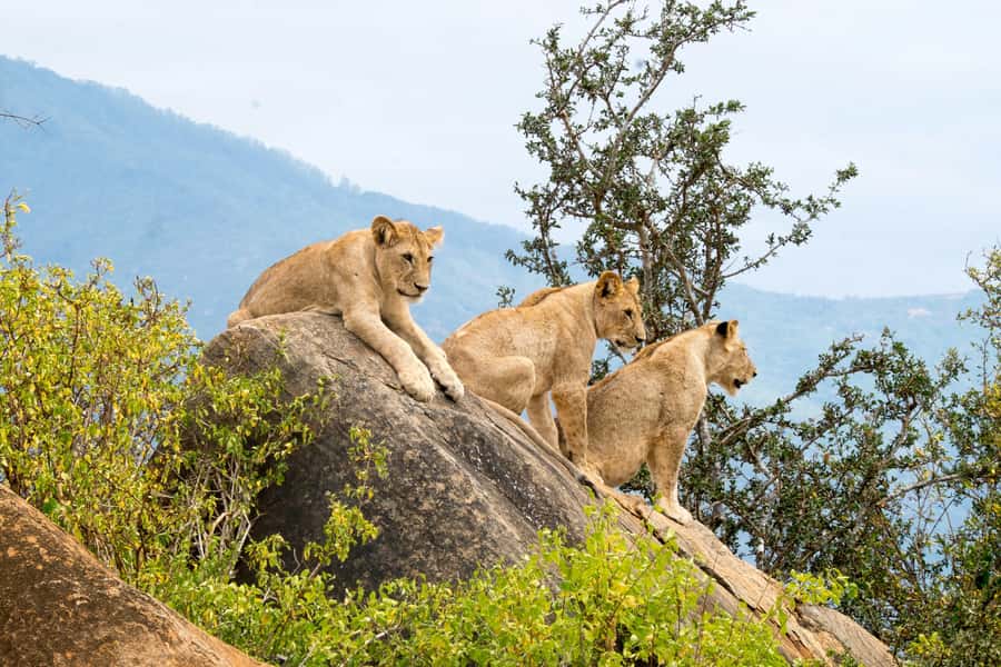 Overnight safari to Tsavo East from Mombasa - The 7:00am drive from Mombasa