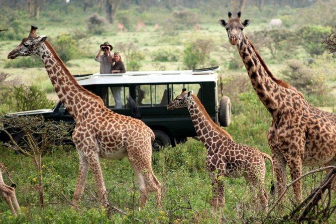 Overnight Safari to Tsavo East National Park from Mombasa/Diani - The first Tsavo East game drive before lunch