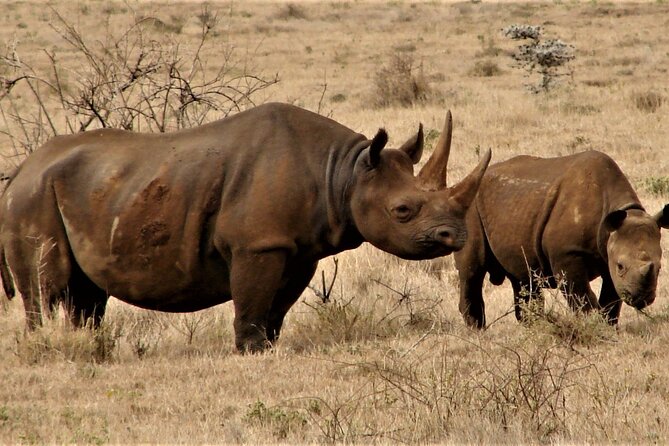 Overnight Safari to Tsavo East National Park from Mombasa/Diani - Lunch, lodge time, and the afternoon pause