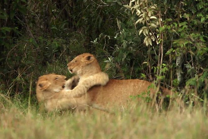 Overnight Safari to Tsavo East National Park from Mombasa/Diani - The early morning search for lions