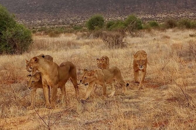 Overnight Safari to Tsavo East National Park from Mombasa/Diani - From Mombasa or Diani to Bachuma Gate