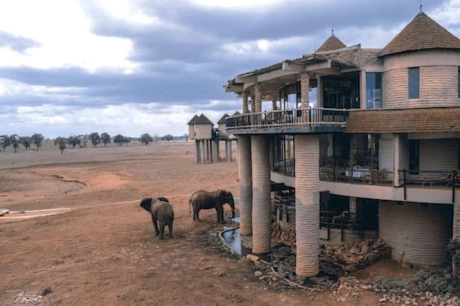 Overnight salt Lick Safari from Mombasa - Key points at a glance