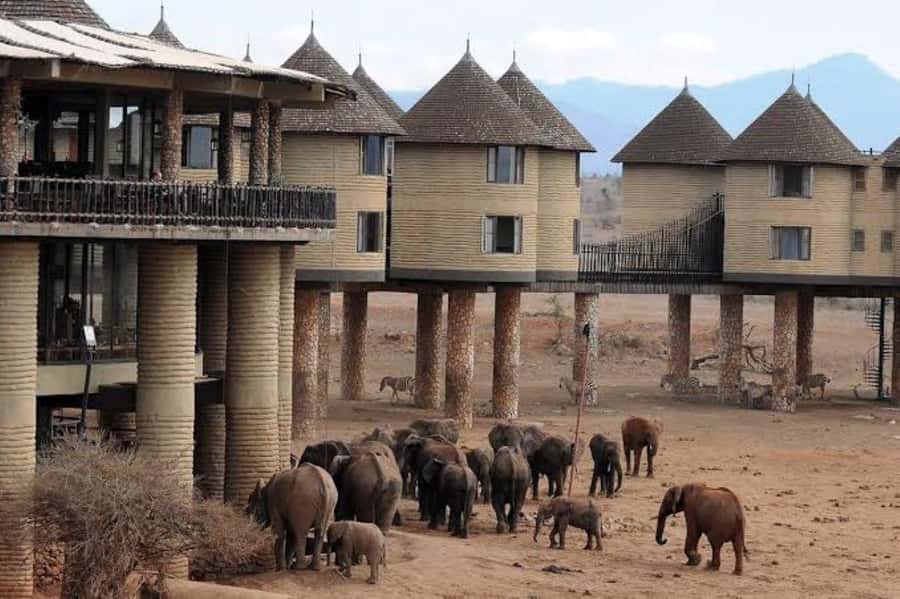 Overnight salt Lick Safari from Mombasa - Should you book the Salt Lick Safari?