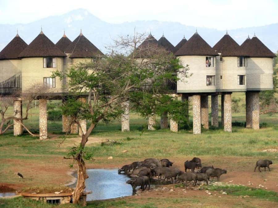 Overnight salt Lick Safari from Mombasa - Why Salt Lick Lodge is the real centerpiece
