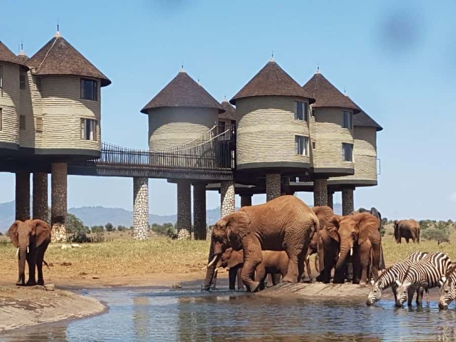 Overnight salt Lick Safari from Mombasa - Day one: arrival, lunch, and the sunset drive