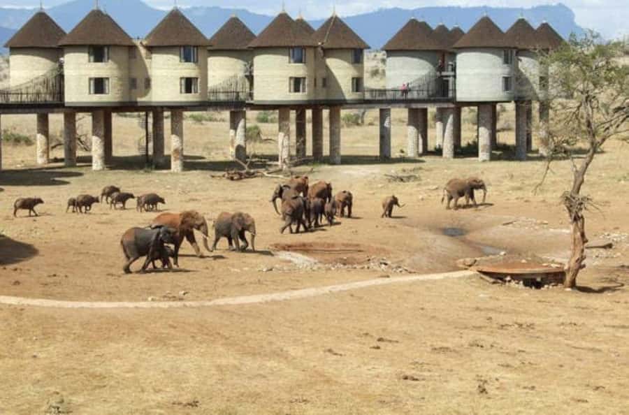 Overnight salt Lick Safari from Mombasa - The flamingo promise and what to expect from wildlife