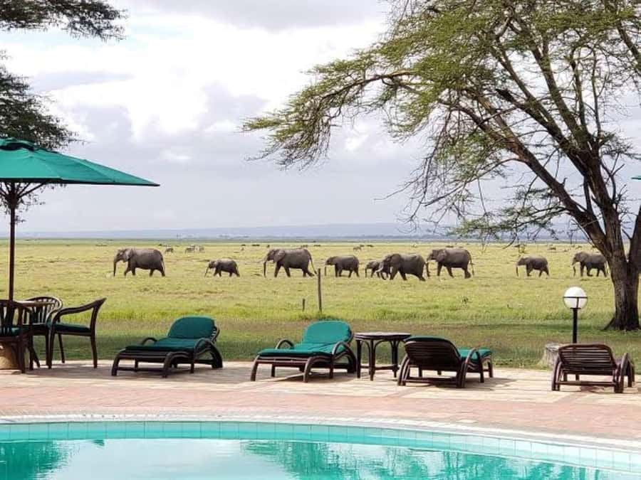 Overnight salt Lick Safari from Mombasa - What the $700 price really buys