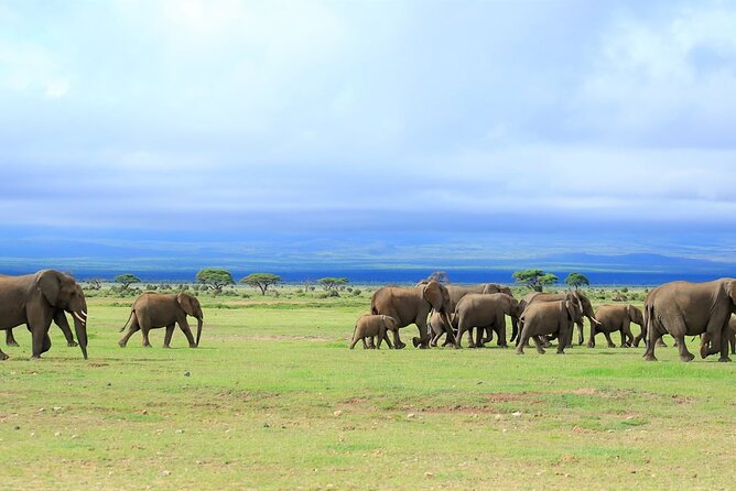 Overnight Tour in Amboseli National Park from Nairobi - The guides are a major part of the experience