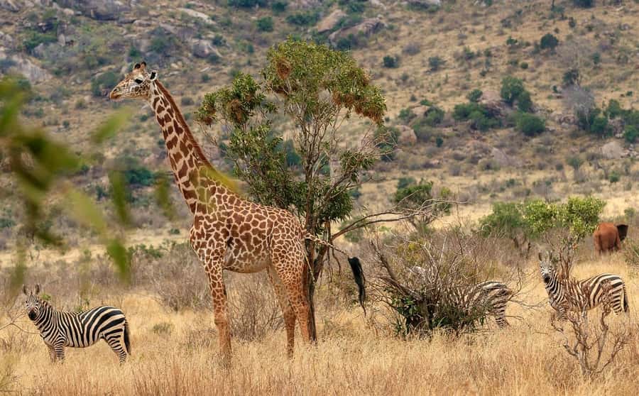 Overnight Tsavo East Safari From Mombasa/Diani (Private) - Key details that shape the safari