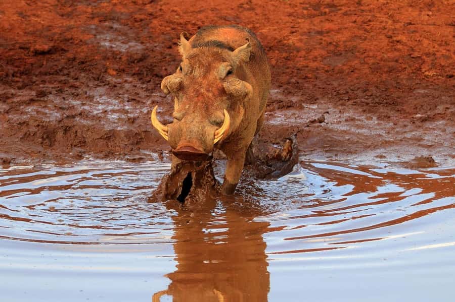 Overnight Tsavo East Safari From Mombasa/Diani (Private) - Leaving Mombasa or Diani at 6:00 am