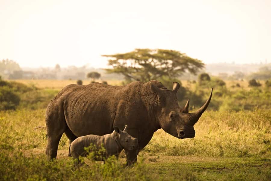 Overnight Tsavo East Safari From Mombasa/Diani (Private) - The 4:00 pm game drive and sunset light