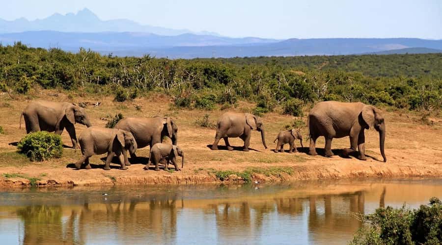 Overnight Tsavo East Safari From Mombasa/Diani (Private) - Dinner beside the waterhole and one night in Tsavo
