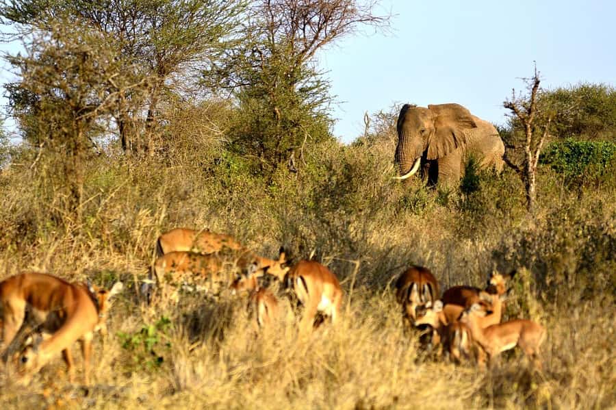 Overnight Tsavo East Safari From Mombasa/Diani (Private) - The early morning drive toward the gate