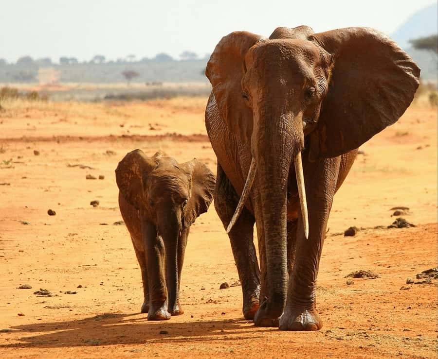 Overnight Tsavo East Safari From Mombasa/Diani (Private) - What the $507 price really covers