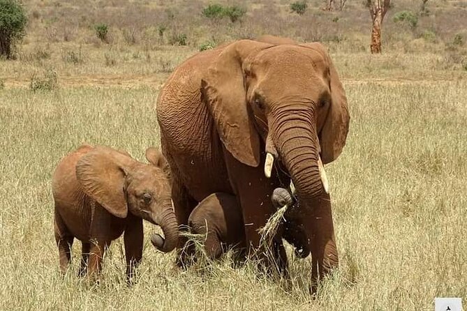 Private 2 Days Safari Tsavo East from Watamu - Why this short safari works from Watamu